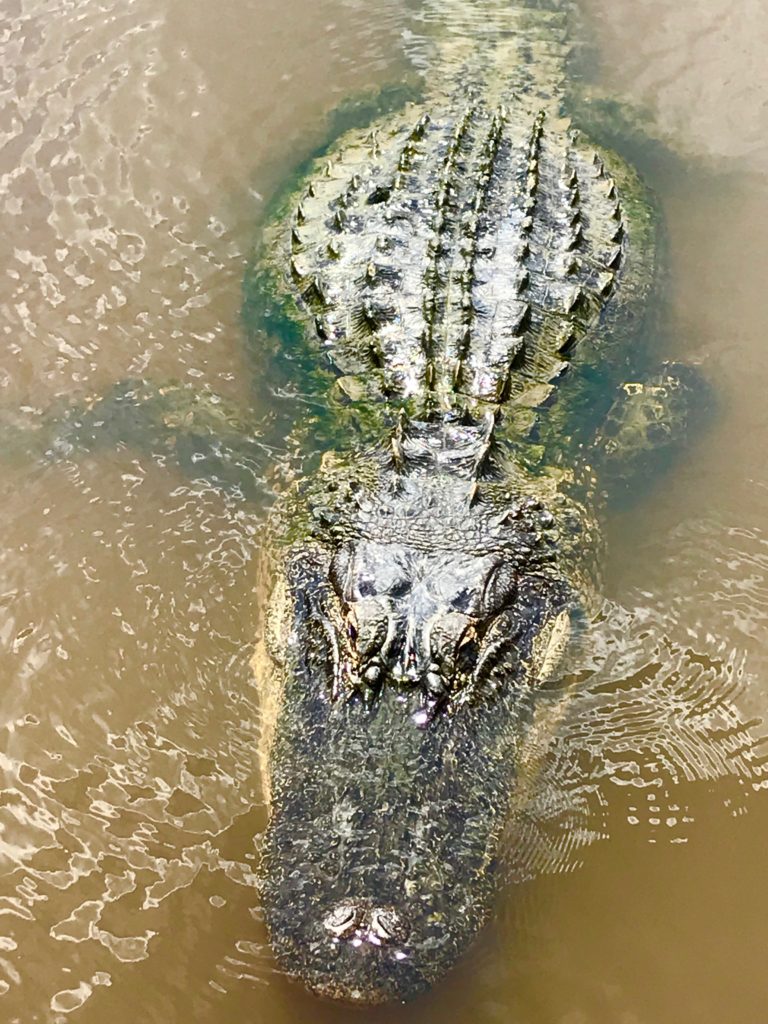 Look for this guy on my Airbnb Experience alligator tour