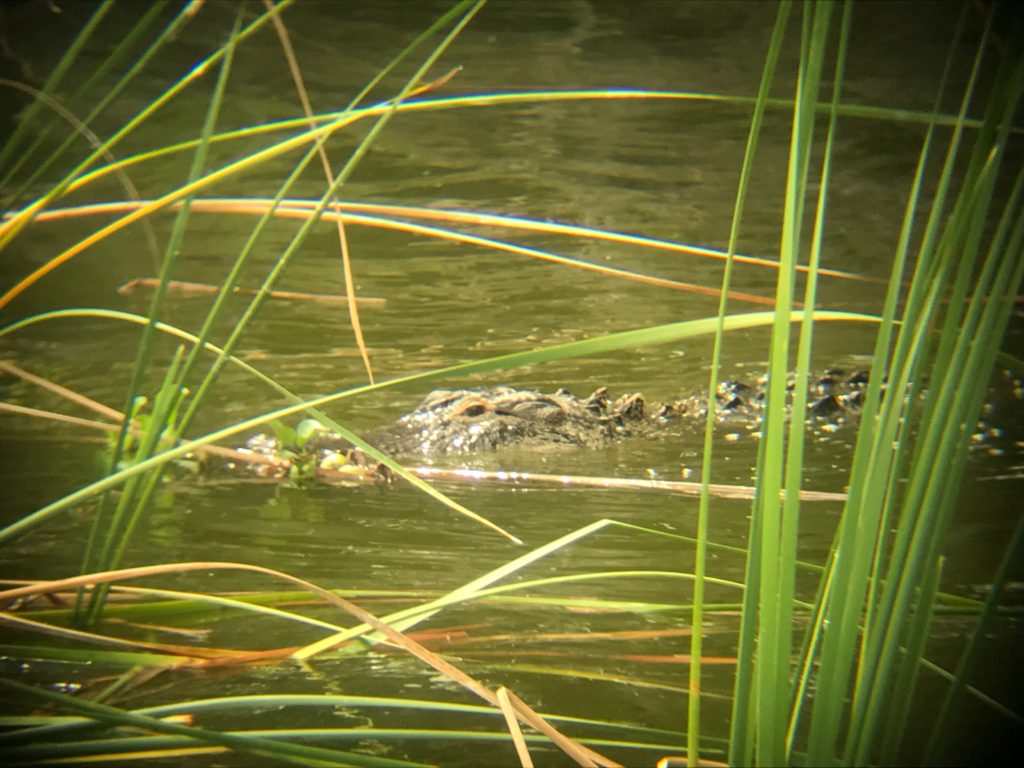 My Airbnb Experience alligator tour