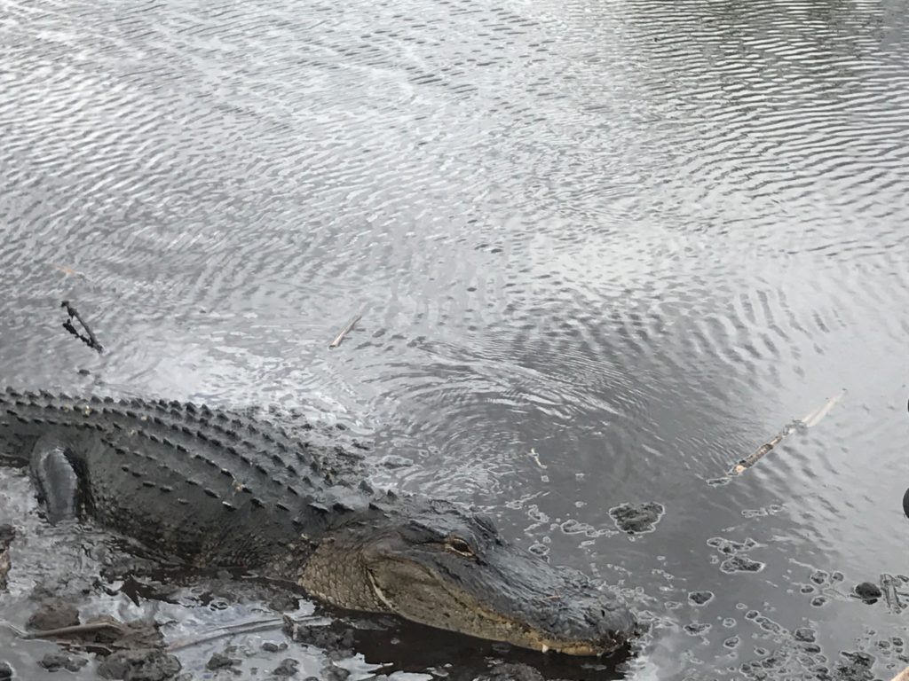 Coming along for the ride on my Airbnb Experience alligator tour
